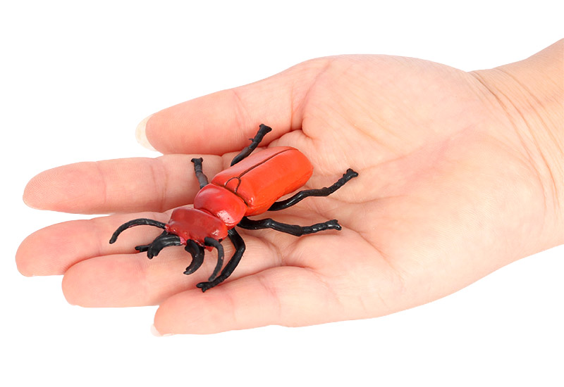 2713 Coléoptère à dos rouge