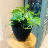 Pots de jardin de qualité professionnelle avec soucoupes jardinière en plastique carrée à eau auto-amorçante avec bords arrondis jardin de fleurs en plastique