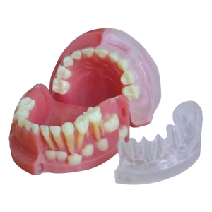 Modelo Anatómico de PVC ADA-L1021 para Ciencias Médicas, Dientes Permanentes de Leche de Niños de Tres Años para Entrenamiento Escolar - Product Image 1