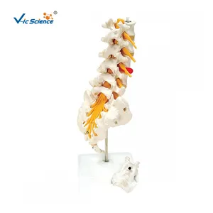 腰椎模型与开放骶骨柔性腰椎模型脊柱骨模型