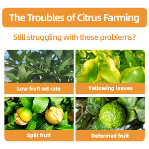 <span class=keywords><strong>Engrais</strong></span> Spécialisé à Haut Rendement <span class=keywords><strong>pour</strong></span> <span class=keywords><strong>Agrumes</strong></span>, <span class=keywords><strong>Engrais</strong></span> Organique <span class=keywords><strong>pour</strong></span> <span class=keywords><strong>Agrumes</strong></span>, <span class=keywords><strong>Engrais</strong></span> Soluble dans l'Eau - Product Image 2