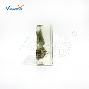 Muestra de Historial de Vida de Algodón vic2608, Muestra de Planta Encapsulada para Enseñanza - Product Image 4