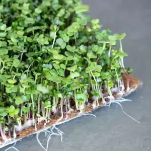 Esteira de cultivo de cânhamo 750gsm para planta de folhas verdes microgreen