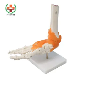 SY-N009 top selling human foot joint with ligament Anatomical human skeleton model