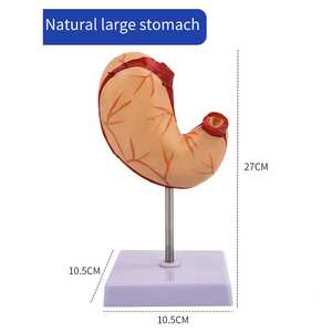 मानव गैस्ट्रिक कॉर्पोनल अनुभाग शरीर रचना रचना रचना रचना मॉडल - Product Image 4