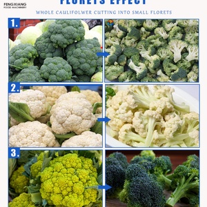 Machine de découpe automatique brevetée pour choux-fleurs et brocolis, capacité 2000-5000 kg/h, pour la découpe en fleurs de brocoli - Product Image 3