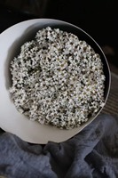 Bunga Aster Ixodia Kering Alami Putih Grosir untuk Dekorasi Rumah Rustic dan Kue Pernikahan