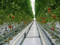 Serre agricole multi-travées en panneaux PC, durable, pour la culture commerciale de légumes et de fleurs