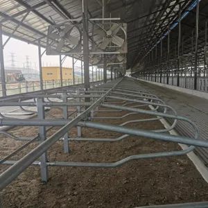 Cattle cubicles COW ฟาร์มวัวที่เหลือสบายทันสมัย