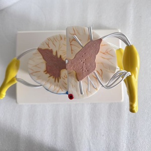 Modelo Anatómico de Médula Espinal Humana para Ciencias Médicas, Material de PVC, Uso Educativo - Product Image 2