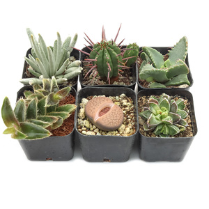 Colección de Suculentas Raras Curadas, Sin Repeticiones, Suculentas Únicas para Coleccionistas con Variedades Inusuales para Exhibiciones y Regalos - Product Image 1