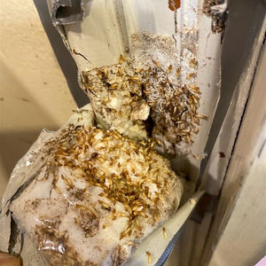 페스트맨 헥사플루무론 흰개미 베이트 (흰개미 탐지 및 장기 보호용) - Product Image 5