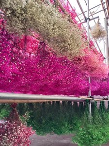 Directo de fábrica PreservedFreshFlower Babysbreath120g Venta al por mayor Gypsophila <span class=keywords><strong>Paniculata</strong></span> L - Product Image 2