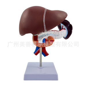 Modèle de simulation pédagogique du foie, du pancréas et du duodénum humains ; modèle anatomique du foie, de la rate, des vaisseaux sanguins, etc. - Product Image 3