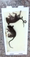 Pièges à colle intérieurs Blue-Magic pour rats, coussinets adhésifs puissants, planche de lutte antiparasitaire, vente en gros