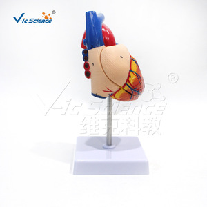Modèle anatomique du cœur humain naturel, modèle de cœur de simulation pédagogique détachable, modèle anatomique - Product Image 5