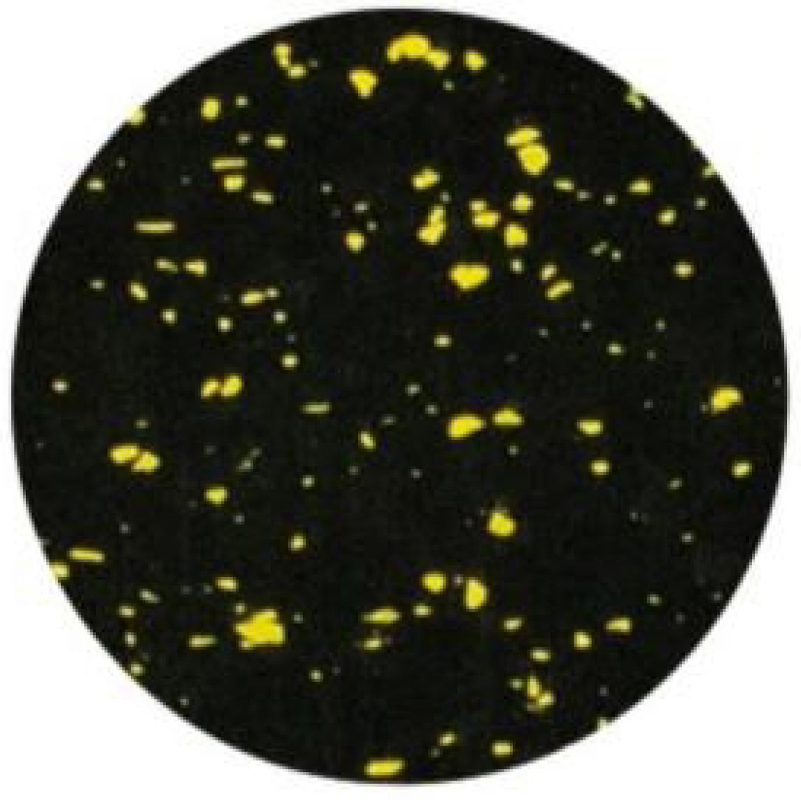 COMPOSITE-yellow dot