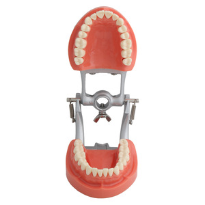 Palato duro 32 denti rimovibile gomma dura modello di dente insegnamento orale modello - Product Image 5