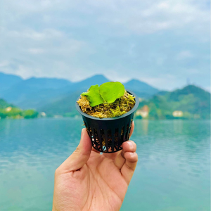 Wadah tanam bulat <span class=keywords><strong>PVC</strong></span> plastik penstabil akar, dengan desain lipat kapasitas beban lebih dari 10kg - Product Image 5