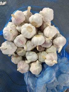 Proveedor de Ajo Chino, Ajo al por Mayor, Ajo Fresco, Vegetales, Exportador de Ajo en China, Ajo/Ajo Fresco - Product Image 6