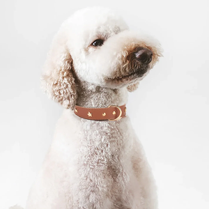 डिजाइनर कस्टम उच्च गुणवत्ता क्लासिक असली चमड़े के कुत्ते कॉलर स्टार रिवेट स्टड - Product Image 4