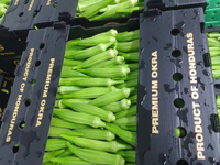 Recyclable et réutilisable PP boîte en plastique ondulé stockage des aliments pour légumes Fruits maïs gombo boîte d'emballage