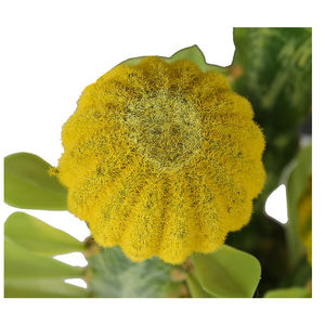 Vendita diretta in fabbrica 61cm barile <span class=keywords><strong>Cactus</strong></span> pianta artificiale alto <span class=keywords><strong>Cactus</strong></span> piante <span class=keywords><strong>Cactus</strong></span> Saguaro artificiale in vendita - Product Image 2