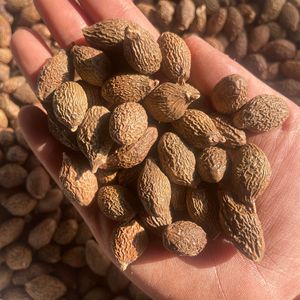 Trà Trái Cây Hạt Malva Nguyên Chất Tự Nhiên Pangdahai Sấy Khô - Product Image 4