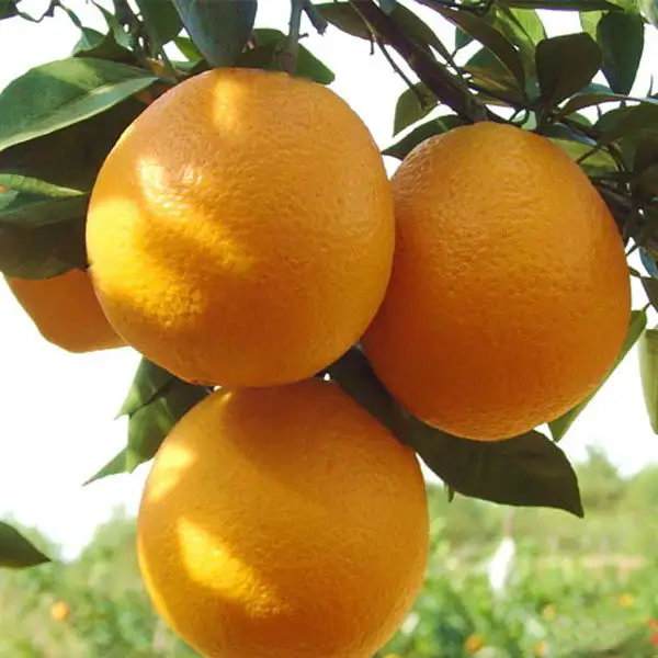 Ernährungs pulver säfte 100% Wasser löslich Instant Getränke Orange Pulver/Süße Orange <span class=keywords><strong>Saft</strong></span> Pulver
