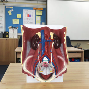 Pvc Dual <span class=keywords><strong>Sex</strong></span> Urinewegstelsel Anatomiemodel 6 Delen Menselijk Urinestelsel - Product Image 3
