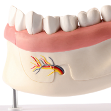 ADA-A501B ขากรรไกรล่างครึ่งซี่พร้อมเส้นประสาทและฟันที่ถอดออกได้มีขนาดอายุการใช้งาน3X 6ส่วนรูปแบบการสอนทางการแพทย์ขายดี - Product Image 2