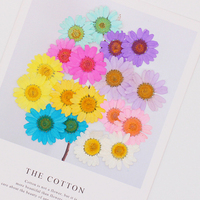 Fiori di Margherita Essiccati Non Tinti, Fiori di Margherita Veri Pressati per Resina, Unghie in Resina e Decorazioni per Scrapbook
