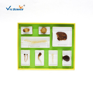 Varios tipos de hongos; especímenes biológicos enriquecidos para estudiantes de primaria y secundaria; especímenes de plantas; populares - Product Image 5