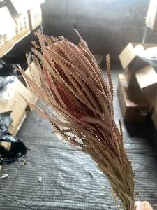 Wholesale 1 Pc Natural Dried Banksia Flowers <strong>Cotton</strong> Type for Home Events Decor &amp; DIY Wedding Mother's Day Arrangements - Product Image 6
