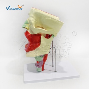 Modèle Nasal, Oral, Pharyngé et Laryngé en 10 Parties, Agrandi 2X, en PVC, pour Ressources Pédagogiques Médicales, CE ISO ROHS CNAS - Product Image 4