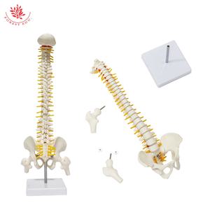 Modelo <span class=keywords><strong>de</strong></span> <span class=keywords><strong>esqueleto</strong></span> humano FRT017 Columna vertebral 45cm Modelos <span class=keywords><strong>de</strong></span> columna vertebral con <span class=keywords><strong>cartílago</strong></span> <span class=keywords><strong>de</strong></span> raíz nerviosa Modelo anatómico <span class=keywords><strong>de</strong></span> columna vertebral blanca - Product Image 3