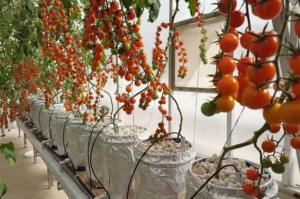 Serre à tomates multi-spans d'Afrique du Sud avec irrigation goutte à goutte, fenêtres de ventilation et filet d'ombrage - Product Image 5