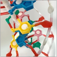 Modelo de enseñanza de laboratorio ADN biológico estructura de doble hélice modelo de estructura molecular de ADN de trompeta para enseñanza en el aula