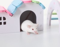 Rats nourriciers surgelés riches en nutriments de qualité supérieure pour serpents lézards tortues grenouilles chats oiseaux de proie-disponible en tailles Pinkie à Jumbo