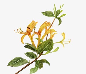 Nature Lonicera Caprifolium Chèvrefeuille Fleur Poudre Chèvrefeuille Fleur Extrait - Product Image 2