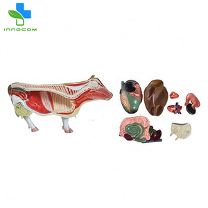 शैक्षिक गाय शरीर रचना 3 डी पीपी मॉडल चिकित्सा परमाणु पशुधन कंकाल के लिए कंकाल - Product Image 4