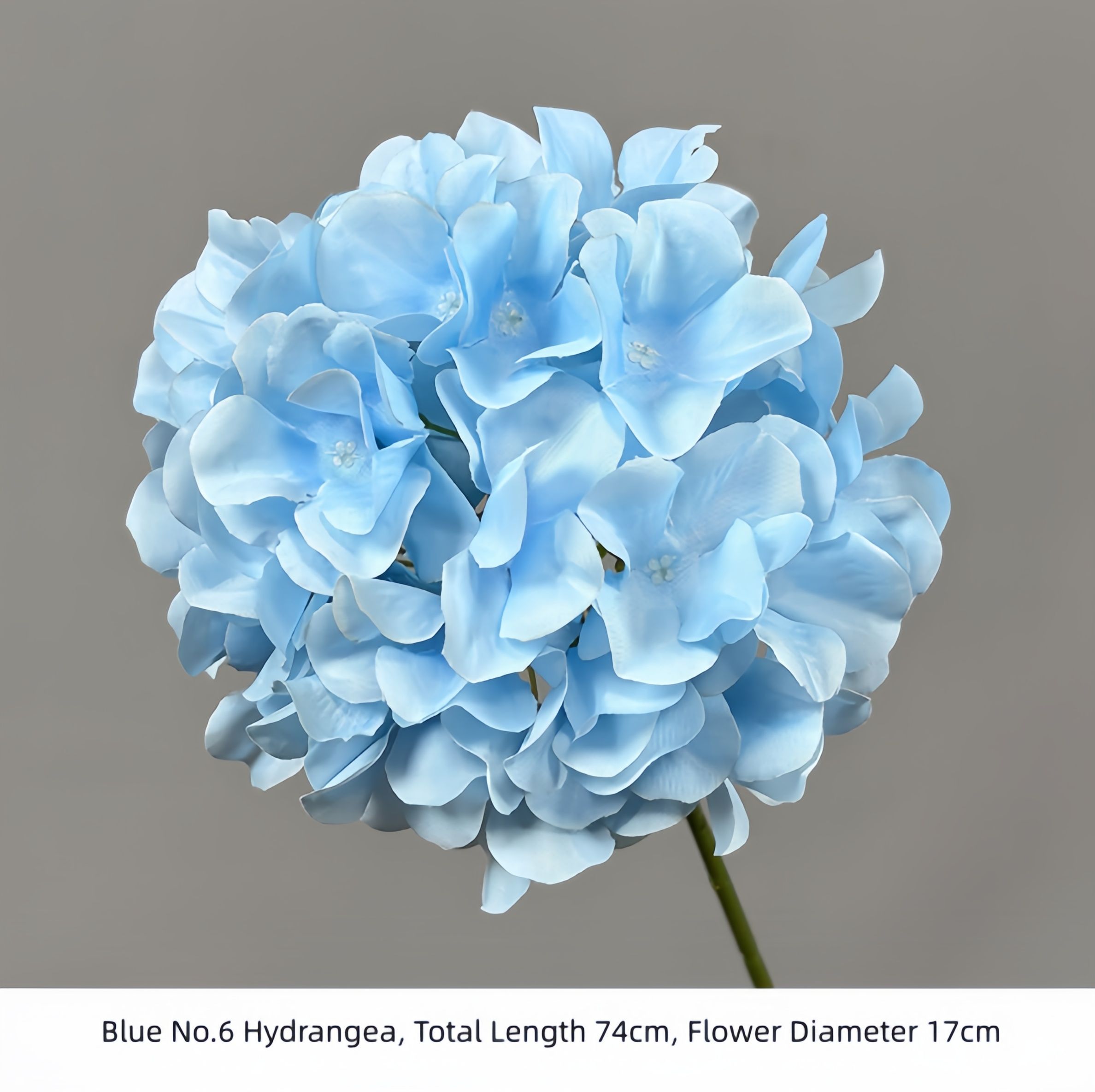Blue No.6 Hydrangea