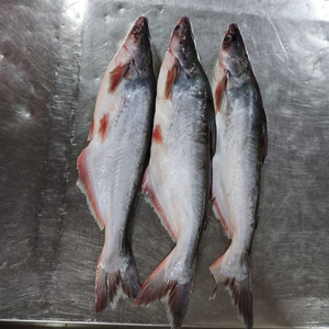 Pangasius Dory de haute qualité, certifié HACCP et HALAL, <span class=keywords><strong>poisson</strong></span> basa biologique congelé en gros - Product Image 1