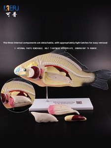 Modelo <span class=keywords><strong>de</strong></span> Anatomía <span class=keywords><strong>de</strong></span> Pez con Órganos Internos Desmontables para Enseñanza <span class=keywords><strong>de</strong></span> Biología en Secundaria/Preparatoria y <span class=keywords><strong>Educación</strong></span> <span class=keywords><strong>Superior</strong></span>, Ciencia Profesional - Product Image 3