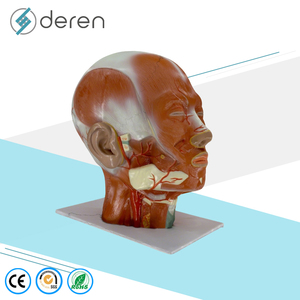 แบบจำลองกายวิภาคกล้ามเนื้อศีรษะและใบหน้ามนุษย์ DRS3011A ทำจาก PVC ขนาดเท่าของจริง 3 มิติ สำหรับการศึกษาทางการแพทย์และการทดลองในห้องปฏิบัติการโรงเรียน - Product Image 4
