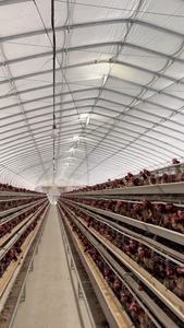 QM HY-JT-98 Gabbia per Polli a 3/4 Piani in Acciaio Zincato a Caldo, Nuova Allevatrice Automatica per Pollame e Quaglie - Product Image 5