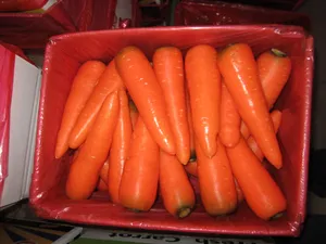 Grosir Sayuran Segar dan Buah-buahan Wortel Oleh Pemasok Produsen Cina