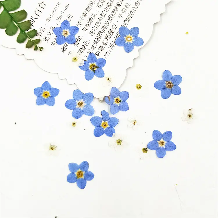 Cheap Delicate DIY Small natural myosotis chrysanthemum White Blue dyed herbarium dried pressed flowers for face decoration