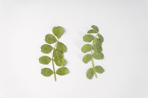 Carta di foglie di astragalo di latte cinese che fa forniture gioielli in resina fiore secco pressato reale ecologico - Product Image 3