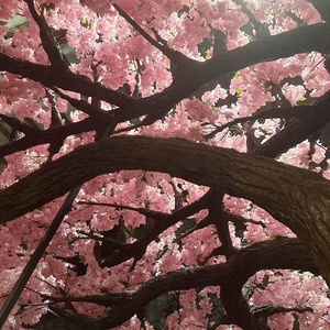 <span class=keywords><strong>Albero</strong></span> di ciliegio artificiale realistico di grandi dimensioni con petali in seta ad alta densità, tronco in fibra di vetro, ecologico per paesaggistica - Product Image 2